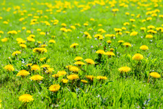 美丽的春天背景绿色草地完整的盛开的蒲公英花深阳光