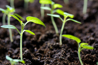 生态友好的<strong>农业生产</strong>年轻的番茄植物幼苗温室特写镜头