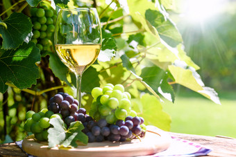 白色酒葡萄酒杯和群新鲜的葡萄的背景乡村葡萄园和阳光