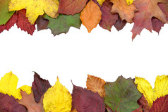 秋天背景概念五彩缤纷的彩色的叶子孤立的白色背景与复制的地方
