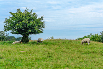 <strong>田园</strong>景观羊放牧绿色牧场的背景云和蓝色的天空