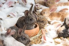 集团兔子休息宠物商店和等待为买家动物和可爱的宠物概念