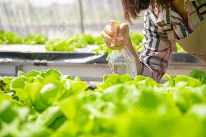 特写镜头多雾的水喷雾瓶女农民手喷涂发芽水培法蔬菜温室托儿所背景业务农业和培养农业概念有机食物