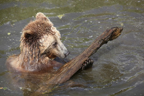 棕色的熊玩水