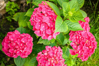 小绣球花布什与粉红色的花夏天