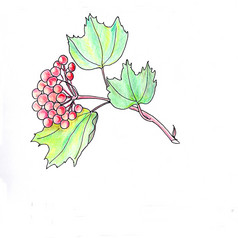 红色的浆果荚莲属的植物白色背景插图画水彩铅笔