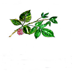 画水彩铅笔花树莓