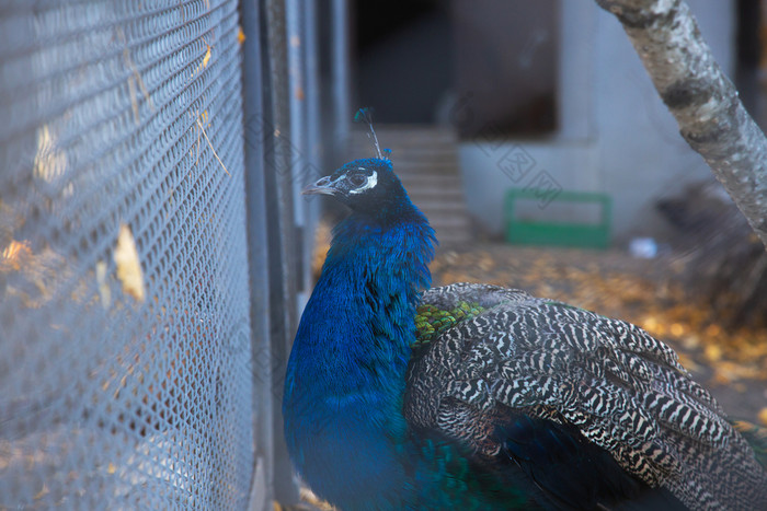 照片异国情调的蓝色的孔雀鸟笼子里一边视图装饰鸟多色看通过的酒吧的阳光关闭动物公共城市动物园公园