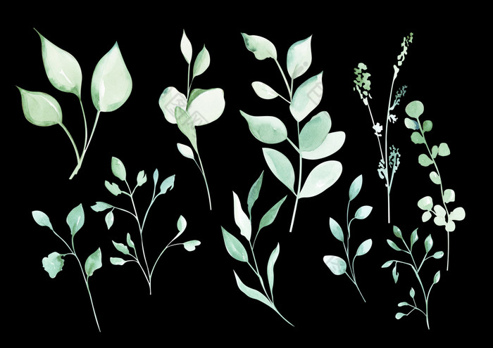 插图水彩画植物集植物从绿色叶子和树枝孤立的黑色的背景插图水彩画植物集植物从绿色叶子和树枝孤立的背景