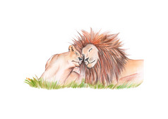手画水彩家庭狮子拥抱草孤立的