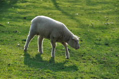 羊放牧诺曼底羊放牧