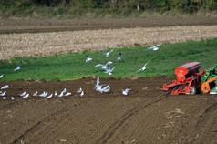拖拉机播种粮食包围海鸥