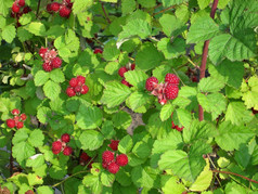 树莓花园