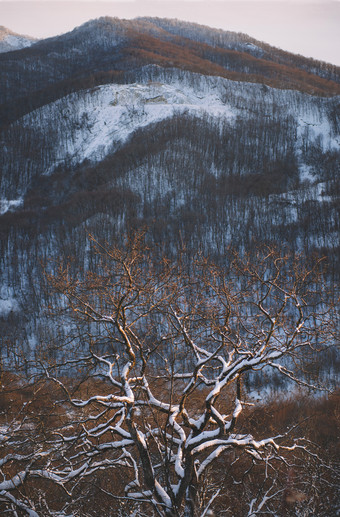 冬天日落<strong>雪原</strong>与照亮桦木树的背景森林山前的山