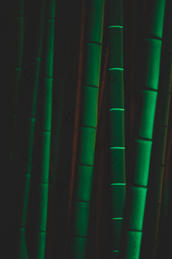 <strong>竹子</strong>树晚上与绿色灯饰