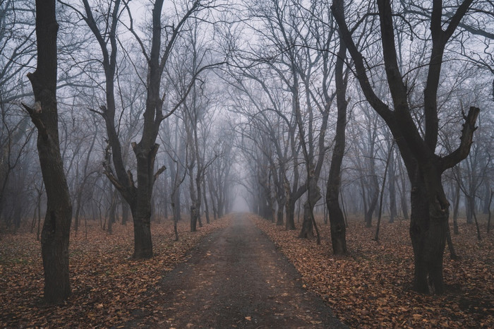 有雾的树小巷的多雾的森林