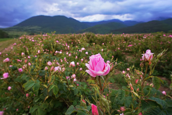 美丽的保加利亚大马士革玫瑰的谷玫瑰保加利亚