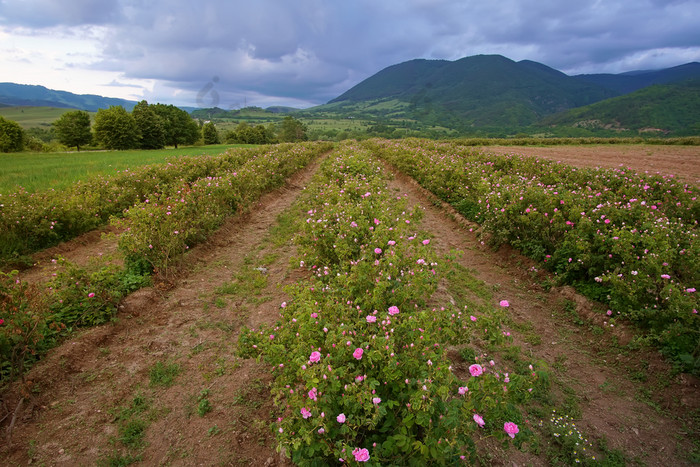 美丽的保加利亚大马士革玫瑰的谷玫瑰保加利亚