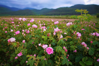<strong>美丽</strong>的保加利亚大马士革玫瑰的谷玫瑰保加利亚