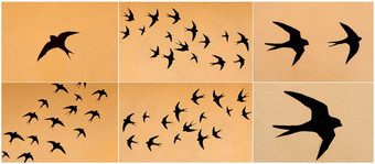 轮廓许多燕子飞行在橙色天空