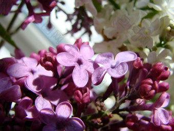 分支紫色的淡紫色花紫丁香寻常的莉莉盛开的植物背景对蓝色的天空宏分支紫色的淡紫色花紫丁香寻常的
