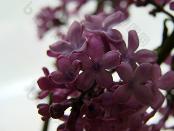 分支紫色的<strong>淡</strong>紫色花紫丁香寻常的莉莉盛开的植物背景对蓝色的天空分支紫色的<strong>淡</strong>紫色花紫丁香寻常的