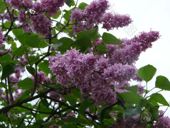 分支紫色的淡紫色花紫丁香寻常的莉莉盛开的植物背景对蓝色的天空分支紫色的淡紫色花紫丁香寻常的