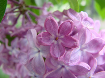 分支紫色的淡紫色花紫丁香<strong>寻常</strong>的莉莉盛开的植物背景对蓝色的天空宏分支紫色的淡紫色花紫丁香<strong>寻常</strong>的