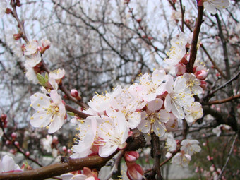 春天开花杏树和杏花美丽的自然场景与开花树和蓝色的天空春天开花背景与杏美丽的自然场景与开花树和蓝色的天空