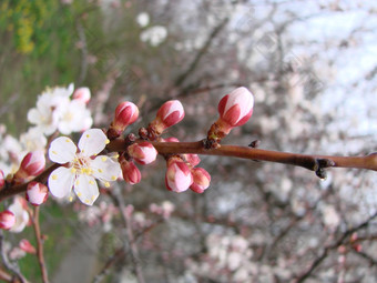 春天开花杏树和杏花美丽的自然<strong>场景</strong>与开花树和蓝色的天空春天开花背景与杏美丽的自然<strong>场景</strong>与开花树和蓝色的天空