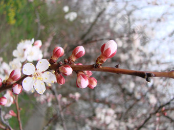 春天开花杏树和杏花美丽的自然<strong>场景</strong>与开花树和<strong>蓝色</strong>的天空春天开花背景与杏美丽的自然<strong>场景</strong>与开花树和<strong>蓝色</strong>的天空