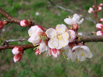 春天开花杏树和杏花美丽的自然<strong>场景</strong>与开花树和蓝色的天空春天开花背景与杏美丽的自然<strong>场景</strong>与开花树和蓝色的天空