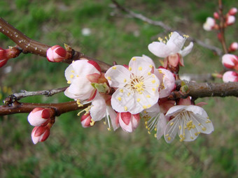 春天开花杏树和杏花美丽的自然<strong>场景</strong>与开花树和<strong>蓝色</strong>的天空春天开花背景与杏美丽的自然<strong>场景</strong>与开花树和<strong>蓝色</strong>的天空