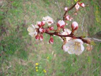 春天开花杏树和杏花美丽的自然<strong>场景</strong>与开花树和<strong>蓝色</strong>的天空春天开花背景与杏美丽的自然<strong>场景</strong>与开花树和<strong>蓝色</strong>的天空