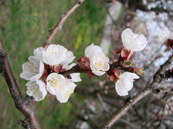 春天开花杏树和杏花美丽的自然<strong>场景</strong>与开花树和<strong>蓝色</strong>的天空春天开花背景与杏美丽的自然<strong>场景</strong>与开花树和<strong>蓝色</strong>的天空