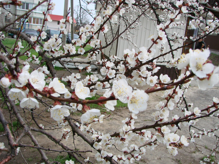 春天开花杏树和杏花美丽的自然场景与开花树