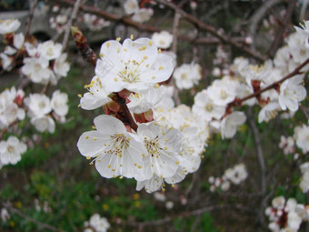 春天开花杏树和杏花美丽的自然<strong>场景</strong>与开花树和<strong>蓝色</strong>的天空春天开花背景与杏美丽的自然<strong>场景</strong>与开花树和<strong>蓝色</strong>的天空