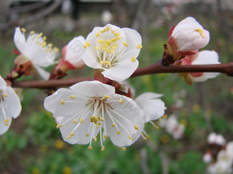 春天开花杏树和杏花美丽的自然<strong>场景</strong>与开花树和<strong>蓝色</strong>的天空春天开花背景与杏美丽的自然<strong>场景</strong>与开花树和<strong>蓝色</strong>的天空