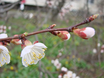 春天开花杏树和杏花美丽的自然<strong>场景</strong>与开花树和<strong>蓝色</strong>的天空春天开花背景与杏美丽的自然<strong>场景</strong>与开花树和<strong>蓝色</strong>的天空