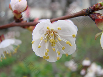 春天开花杏树和杏花美丽的自然<strong>场景</strong>与开花树和蓝色的天空春天开花背景与杏美丽的自然<strong>场景</strong>与开花树和蓝色的天空