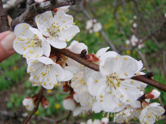 春天开花杏树和杏花美丽的自然<strong>场景</strong>与开花树和<strong>蓝色</strong>的天空春天开花背景与杏美丽的自然<strong>场景</strong>与开花树和<strong>蓝色</strong>的天空