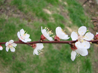 <strong>春天</strong>开花杏树<strong>和</strong>杏花美丽的自然场景与开花树<strong>和</strong>蓝色的天空<strong>春天</strong>开花背景与杏美丽的自然场景与开花树<strong>和</strong>蓝色的天空