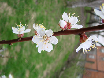 春天开花杏树和杏花美丽的自然<strong>场景</strong>与开花树和<strong>蓝色</strong>的天空春天开花背景与杏美丽的自然<strong>场景</strong>与开花树和<strong>蓝色</strong>的天空