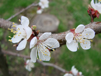 春天开花杏树和杏花美丽的自然<strong>场景</strong>与开花树和<strong>蓝色</strong>的天空春天开花背景与杏美丽的自然<strong>场景</strong>与开花树和<strong>蓝色</strong>的天空