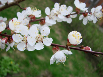 春天开花杏树和杏花美丽的自然<strong>场景</strong>与开花树和<strong>蓝色</strong>的天空春天开花背景与杏美丽的自然<strong>场景</strong>与开花树和<strong>蓝色</strong>的天空