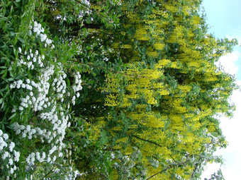 金合欢分支洋槐pseudoacacia丰富的盛开的与黄色的花假金合欢金合欢分支洋槐pseudoacacia丰富的盛开的与白色花假金合欢