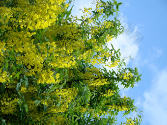 金合欢分支洋槐pseudoacacia丰富的盛开的与黄色的花假金合欢金合欢分支洋槐pseudoacacia丰富的盛开的与白色花假金合欢