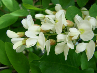 金合欢分支洋槐pseudoacacia丰富的盛开的与白色花假金合欢金合欢分支洋槐pseudoacacia丰富的盛开的与白色花假金合欢