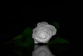 关闭额外的白色玫瑰与的地方为<strong>浪漫</strong>的文本仪式明信片关闭额外的白色玫瑰与的地方为<strong>浪漫</strong>的文本