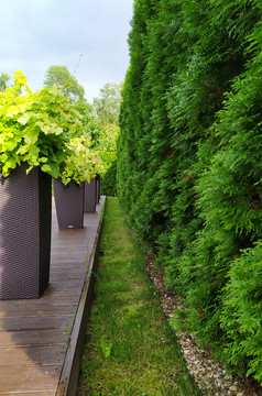 高和灌木篱墙的公园高和灌木篱墙的绿色公园
